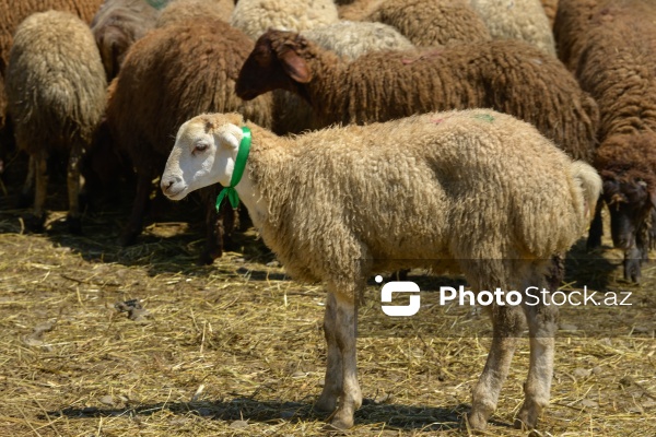 Qurban bayramı günlərində xidmət göstərən satış və kəsim məntəqələri