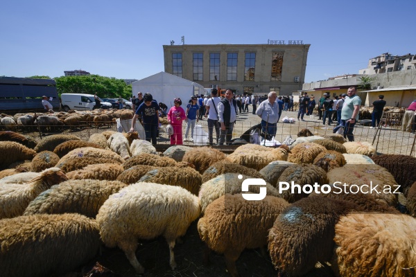 Qurban bayramı günlərində xidmət göstərən satış və kəsim məntəqələri