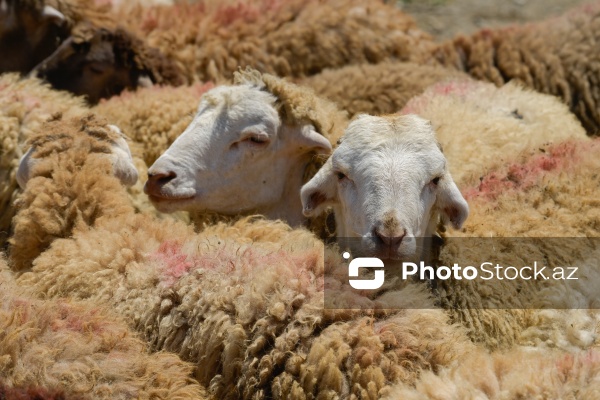 Qurban bayramı günlərində xidmət göstərən satış və kəsim məntəqələri