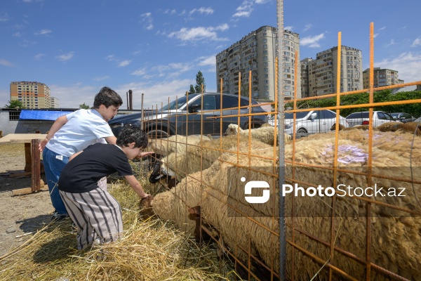 Qurban bayramı günlərində xidmət göstərən satış və kəsim məntəqələri