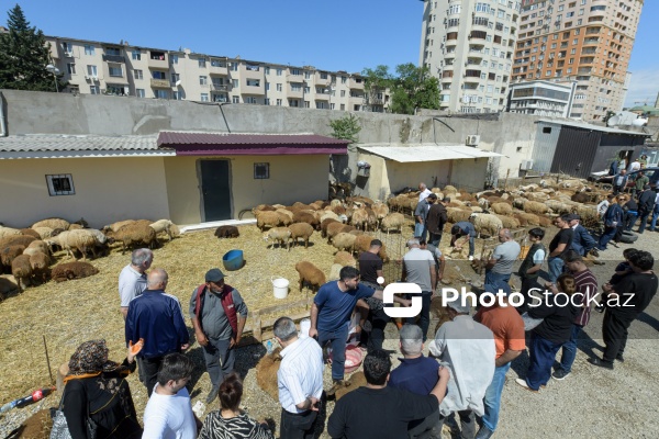 Qurban bayramı günlərində xidmət göstərən satış və kəsim məntəqələri