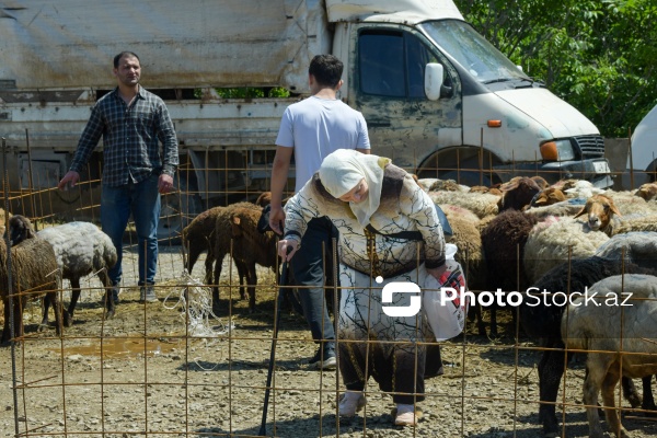 Qurban bayramı günlərində xidmət göstərən satış və kəsim məntəqələri