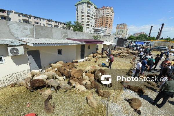 Qurban bayramı günlərində xidmət göstərən satış və kəsim məntəqələri