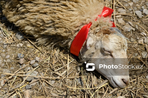Qurban bayramı günlərində xidmət göstərən satış və kəsim məntəqələri