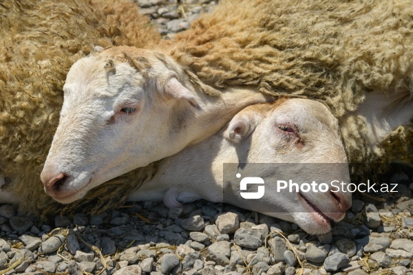 Qurban bayramı günlərində xidmət göstərən satış və kəsim məntəqələri