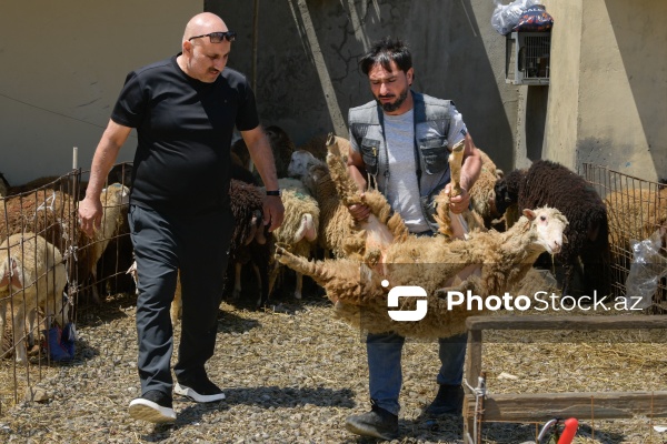 Qurban bayramı günlərində xidmət göstərən satış və kəsim məntəqələri