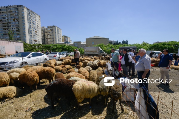 Qurban bayramı günlərində xidmət göstərən satış və kəsim məntəqələri
