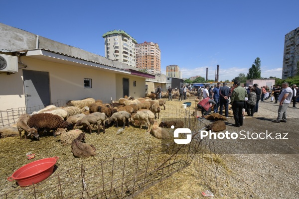 Qurban bayramı günlərində xidmət göstərən satış və kəsim məntəqələri