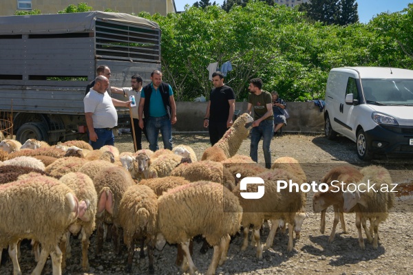 Qurban bayramı günlərində xidmət göstərən satış və kəsim məntəqələri