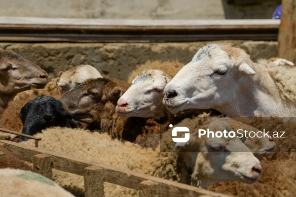 Qurban bayramı günlərində xidmət göstərən satış və kəsim məntəqələri