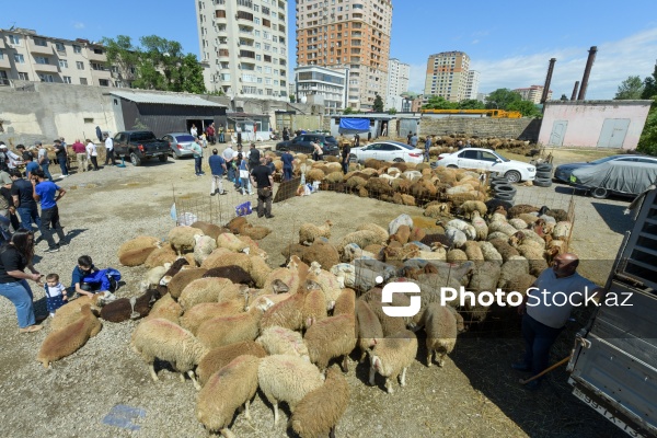 Qurban bayramı günlərində xidmət göstərən satış və kəsim məntəqələri