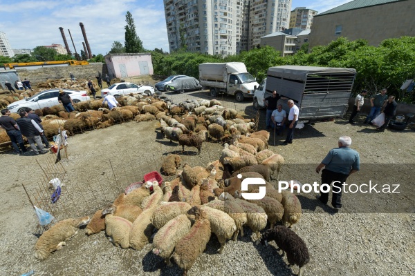 Qurban bayramı günlərində xidmət göstərən satış və kəsim məntəqələri