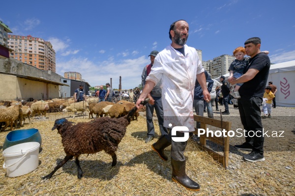 Qurban bayramı günlərində xidmət göstərən satış və kəsim məntəqələri