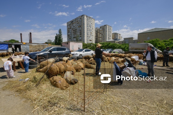 Qurban bayramı günlərində xidmət göstərən satış və kəsim məntəqələri
