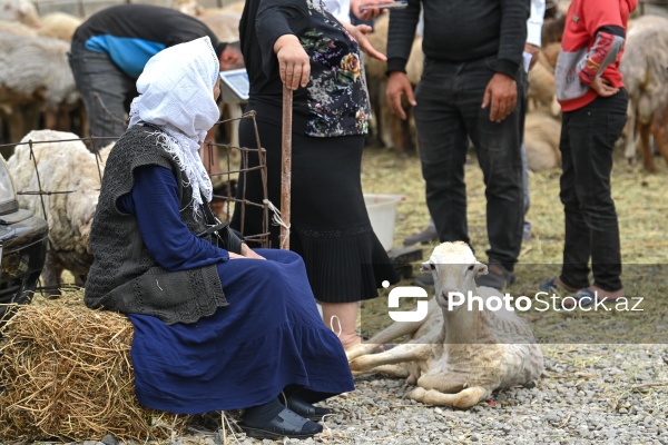 Qurban bayramında heyvanların satış və kəsim məntəqələri