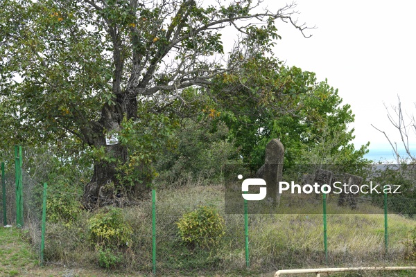 Şabranın Dağbilici kəndində yerləşən qədim qəbiristanlıq