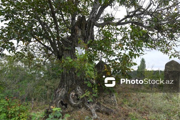 Şabranın Dağbilici kəndində yerləşən qədim qəbiristanlıq