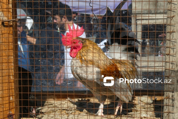 Sabunçu rayonunda yerləşən "Bit bazarı"
