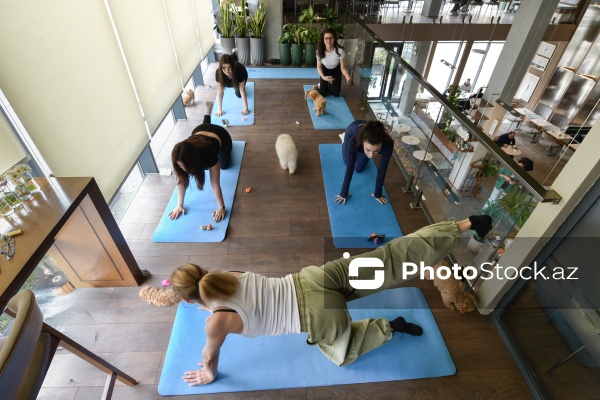 Fiziki və mənəvi rahatlıq təmin edən itlərlə meditasiya