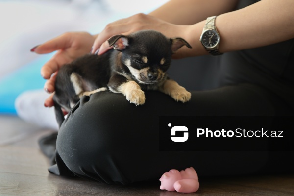 Fiziki və mənəvi rahatlıq təmin edən itlərlə meditasiya