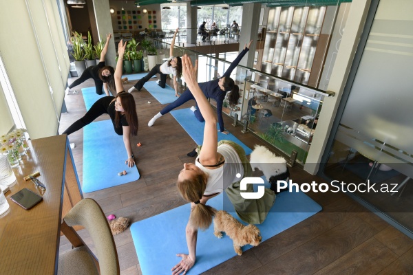 Fiziki və mənəvi rahatlıq təmin edən itlərlə meditasiya