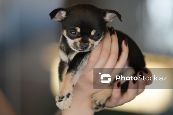 Fiziki və mənəvi rahatlıq təmin edən itlərlə meditasiya