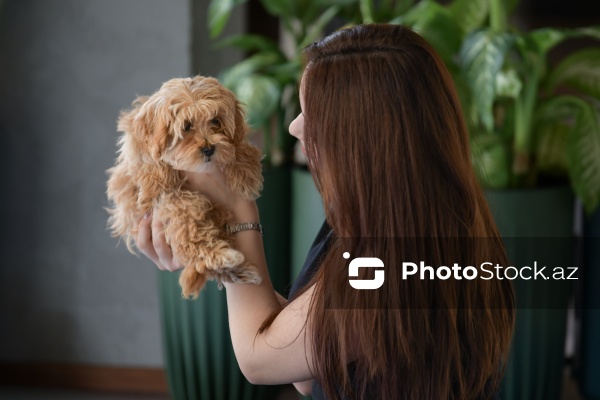 Fiziki və mənəvi rahatlıq təmin edən itlərlə meditasiya