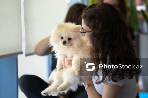 Fiziki və mənəvi rahatlıq təmin edən itlərlə meditasiya