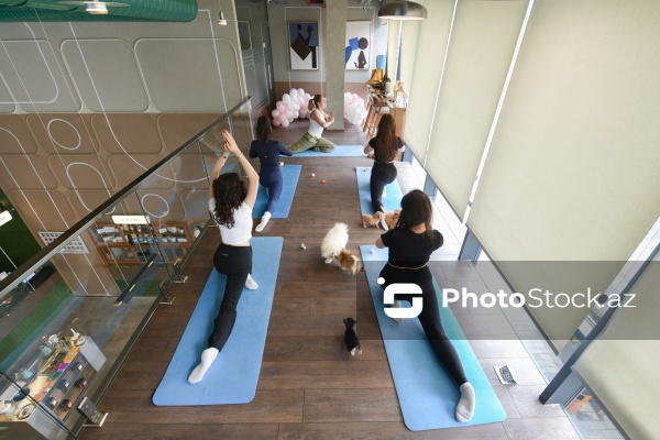 Fiziki və mənəvi rahatlıq təmin edən itlərlə meditasiya