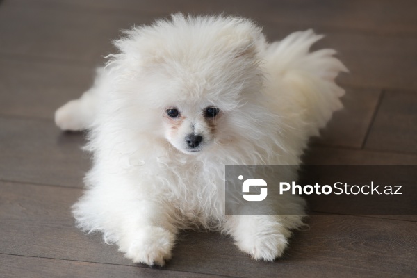 Fiziki və mənəvi rahatlıq təmin edən itlərlə meditasiya