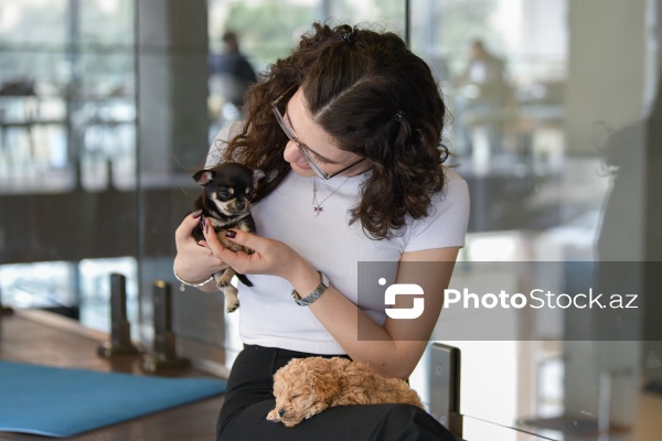 Fiziki və mənəvi rahatlıq təmin edən itlərlə meditasiya
