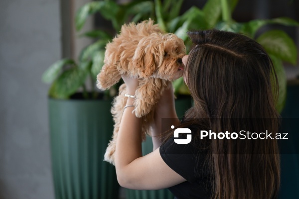 Fiziki və mənəvi rahatlıq təmin edən itlərlə meditasiya