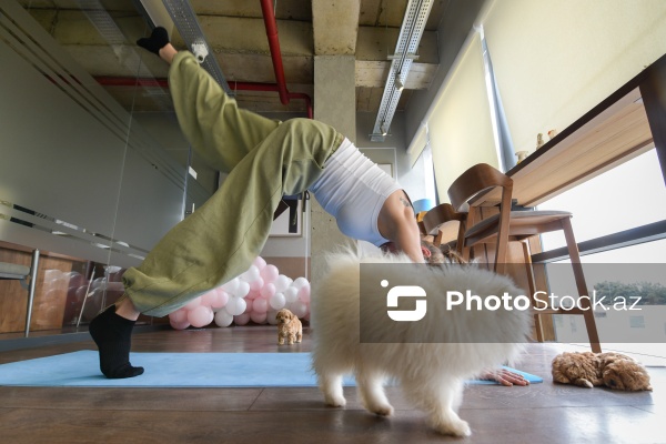 Fiziki və mənəvi rahatlıq təmin edən itlərlə meditasiya