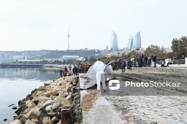 Bakı bulvarında böyük marağa səbəb olan balina maketi