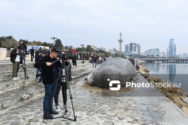 Bakı bulvarında böyük marağa səbəb olan balina maketi