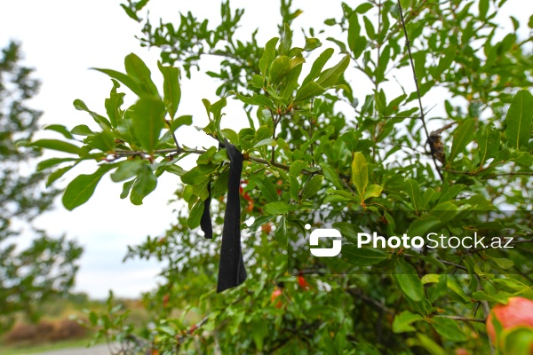 XVI-XVII əsrə aid edilən Soltan Seyid Kərim Türbəsi