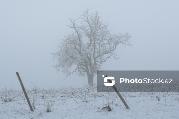 Həyatın yenidən canlandığı Ağdərə rayonu