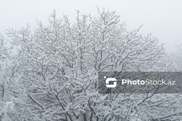 Həyatın yenidən canlandığı Ağdərə rayonu