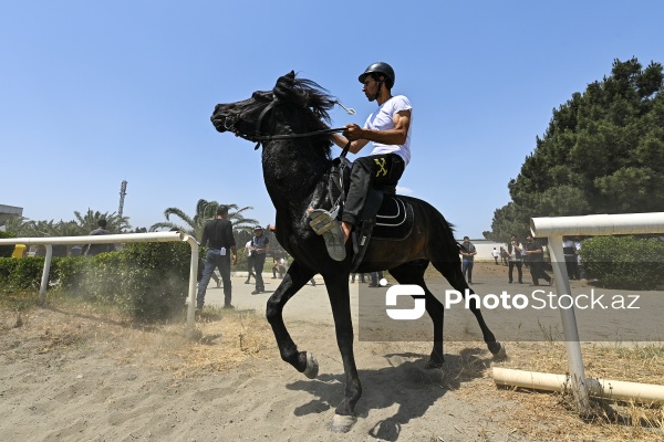 Yorğa atların qaçışı üzrə Azərbaycan çempionatı