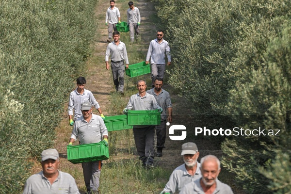 Azərbaycanda zeytun yığımı mövsümü