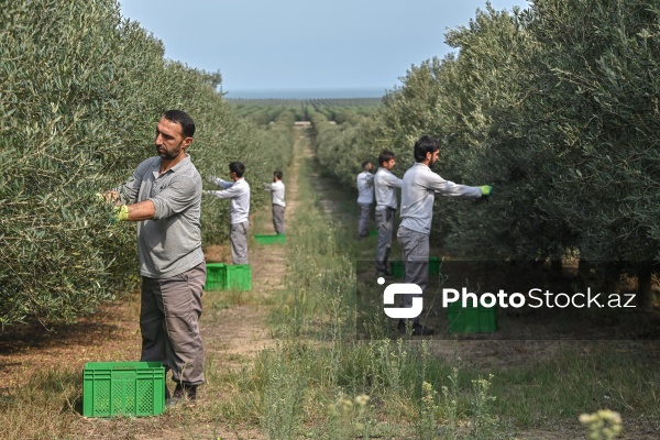 Azərbaycanda zeytun yığımı mövsümü