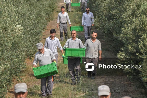 Azərbaycanda zeytun yığımı mövsümü