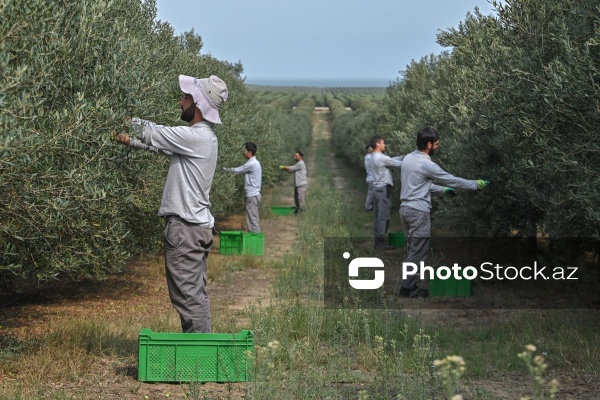 Azərbaycanda zeytun yığımı mövsümü
