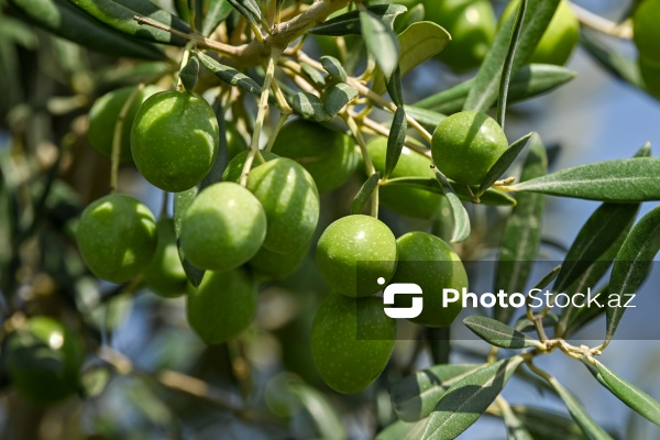 Azərbaycanda zeytun yığımı mövsümü