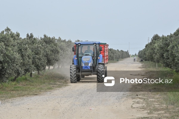 Azərbaycanda zeytun yığımı mövsümü