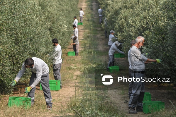 Azərbaycanda zeytun yığımı mövsümü